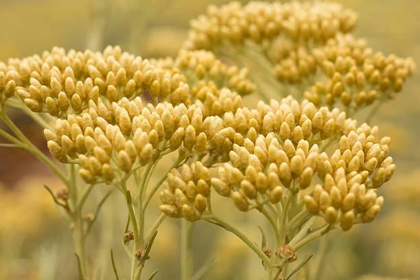 Helichrysum italicum