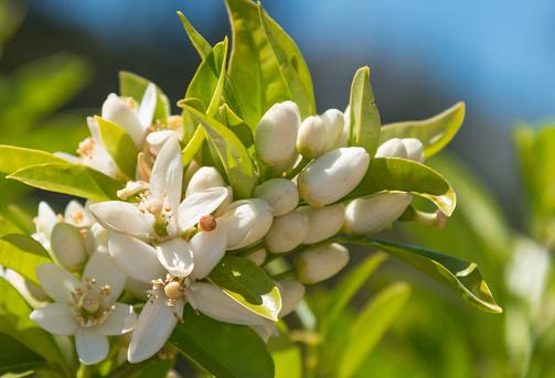 Citrus aurantium amara