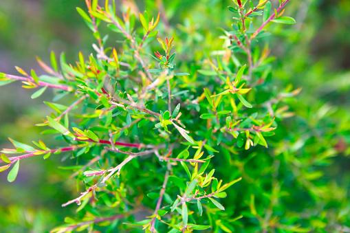 feuilles de tea tree