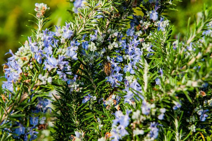 Rosmarinus officinalis ct verbénone