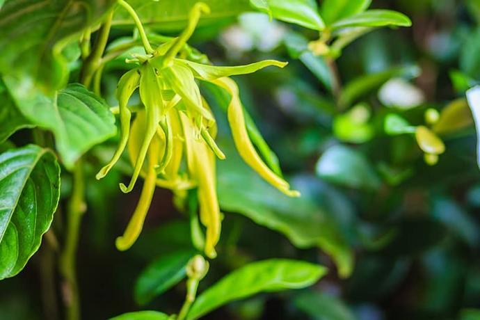 Ylang ylang olie