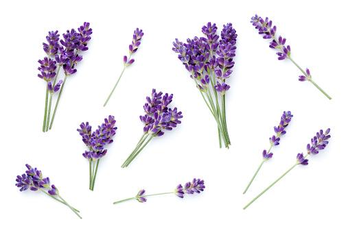 lavendel