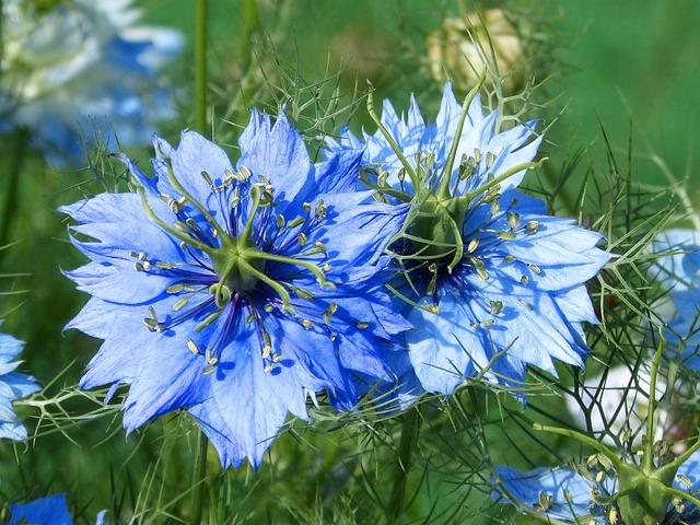 fleur de nigelle