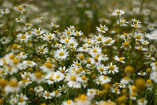 chamomile