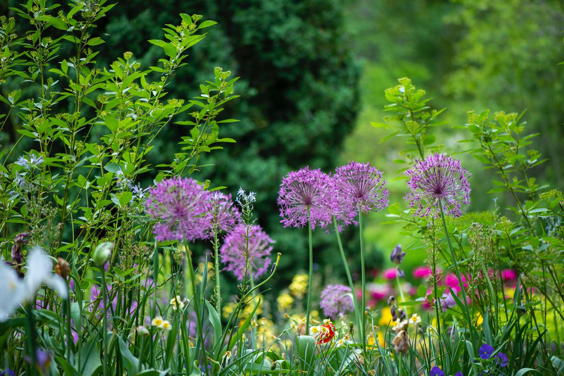 photo of a garden