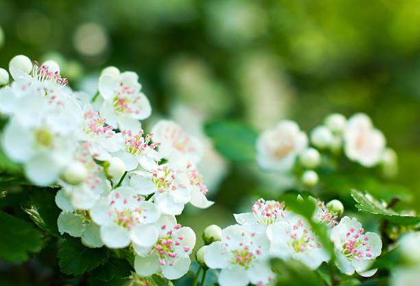 fleur d'aubépine