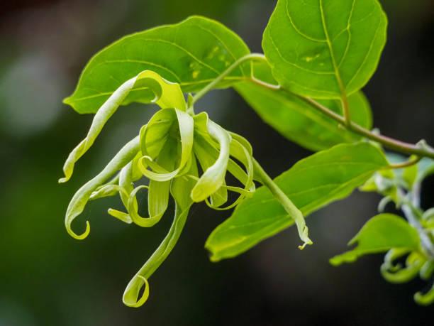 ylang ylang 