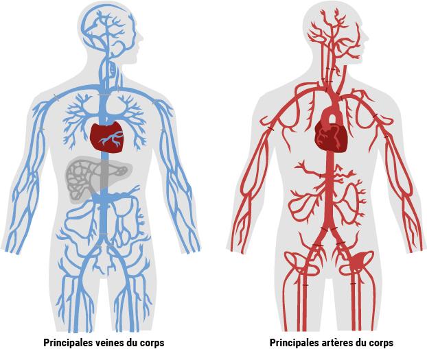 veines et artères
