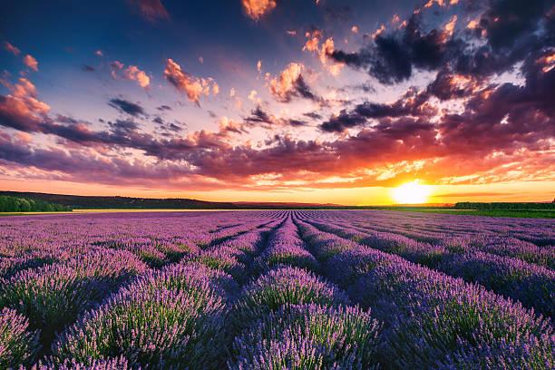 champ de provence