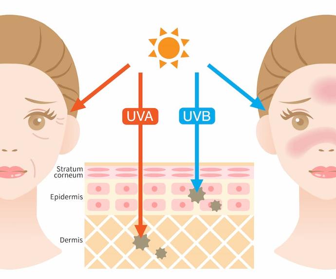 skin protection from the sun's rays