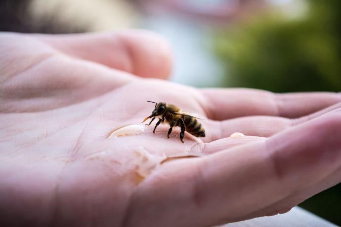 abeille dans une main