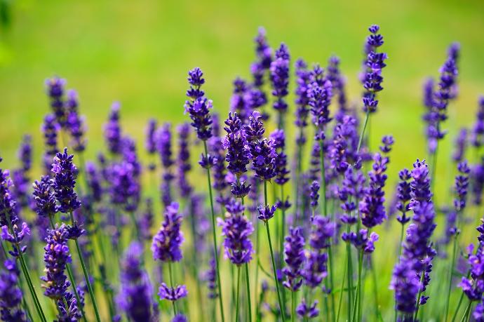 true lavender