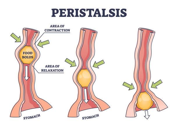 Peristaltik