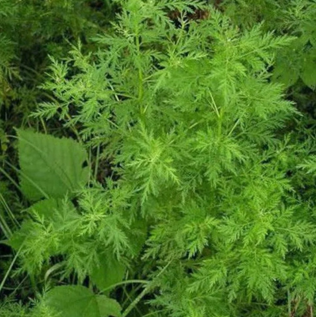 Artemisia Annua L (Artémisinine / Armoise)