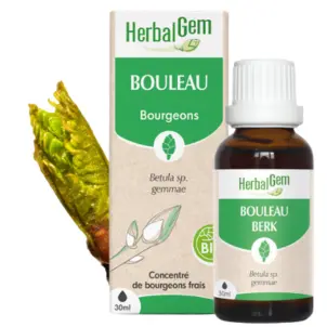 Birch bud extract - organic