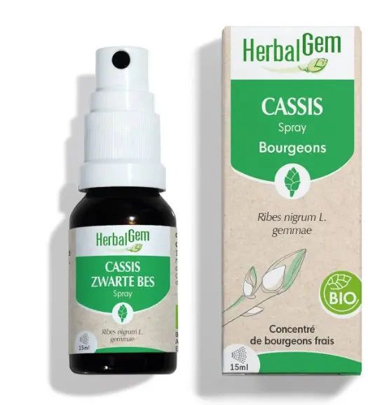 Blackcurrant bud extract - organic 15ml
