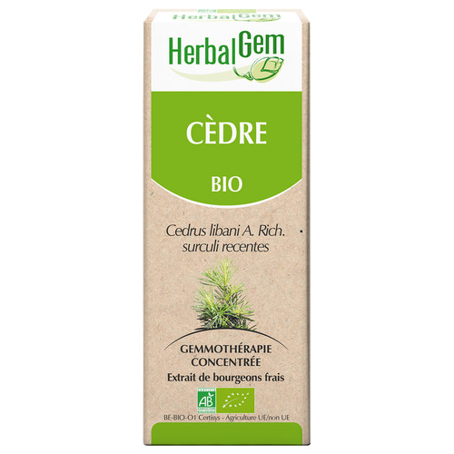 Cedar of Lebanon bud extract - organic