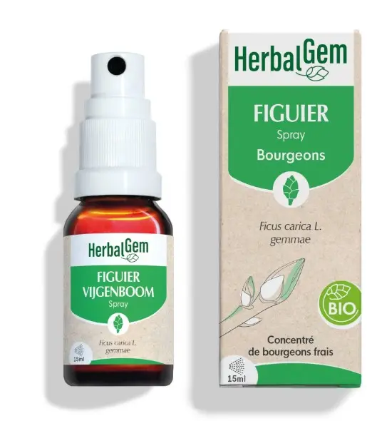 Fig tree bud extract - organic