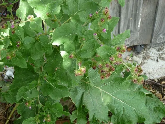 Burdock (mother tincture) - organic