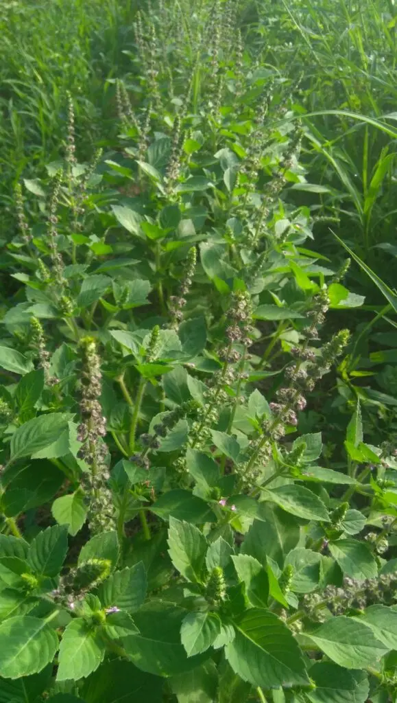Basilic sacré - Tulsi (teinture mère) - bio
