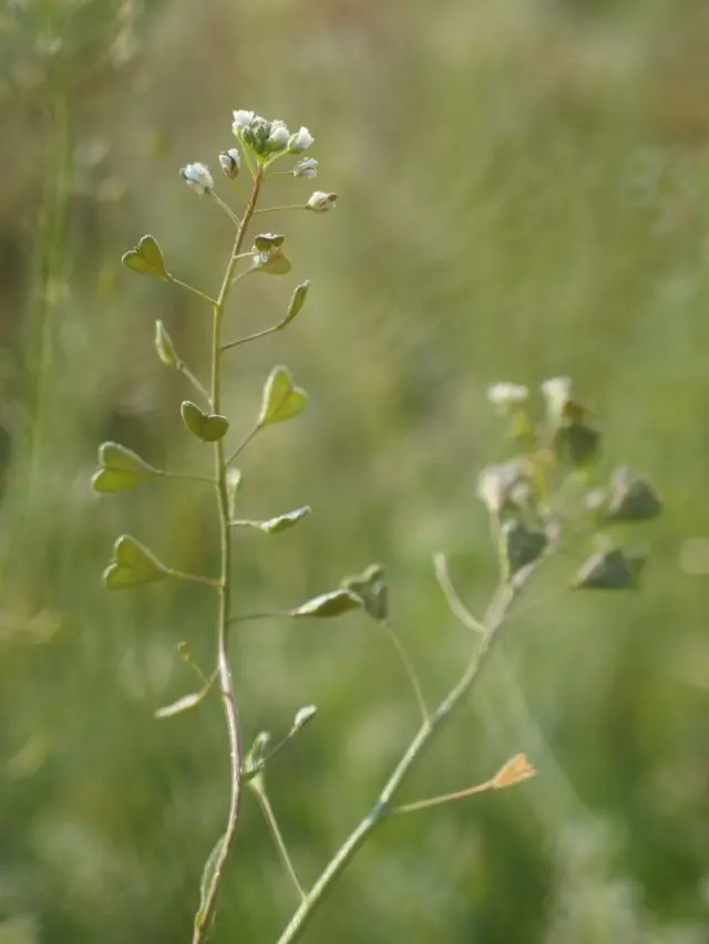 Pasteur's purse (mother tincture of) - organic
