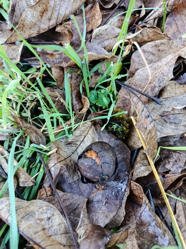 Walnootextract (moedertinctuur) - biologisch