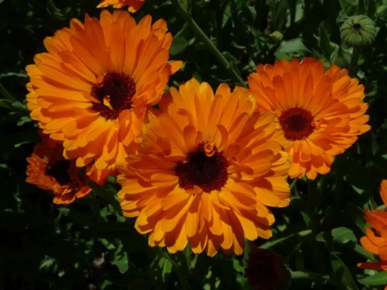 Calendula (moedertinctuur van) - biologisch