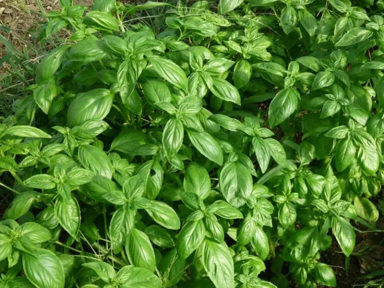 Basilic (Élixir floral) - bio