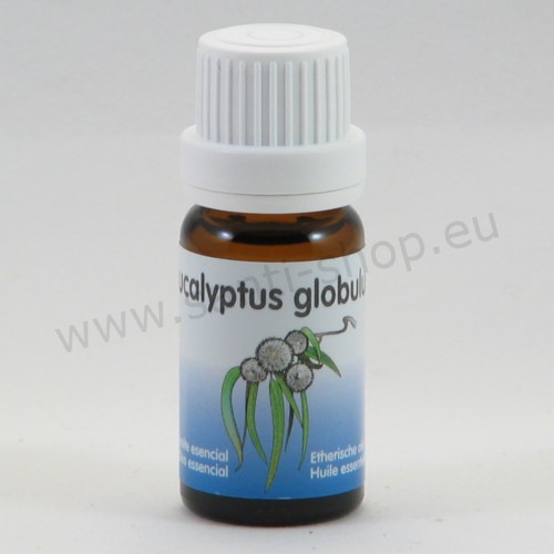Eucalyptus globuleux (Eucalyptus globulus) Bio