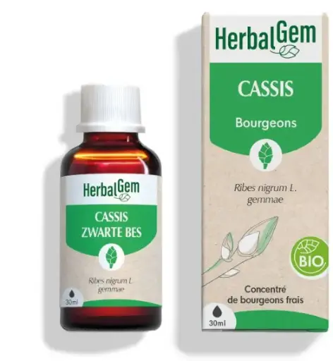 [HE204] Blackcurrant Bud (glycerine macerate) - Ribes nigrum - organic 30 ml