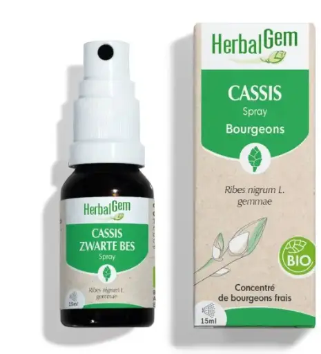 [HE313] Schwarze Johannisbeere Glycerinmazerat - bio 15ml