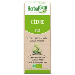 [HE314] Cedar of Lebanon bud extract - organic