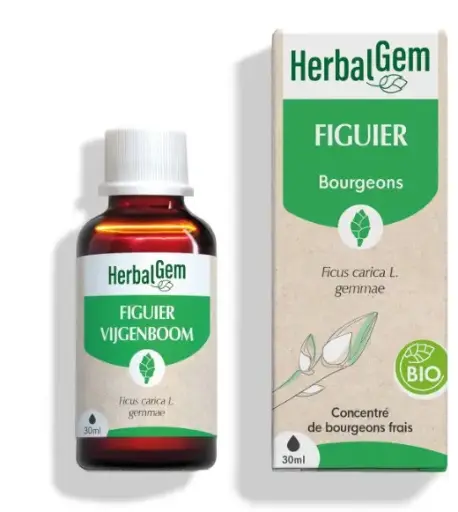 [HE331] Fig tree bud extract - organic