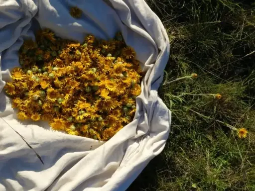 [FD017] Arnica uit de Provence (moedertinctuur) - biologisch