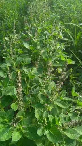 [FD020] Heilige basilicum - Tulsi (moedertinctuur) - biologisch
