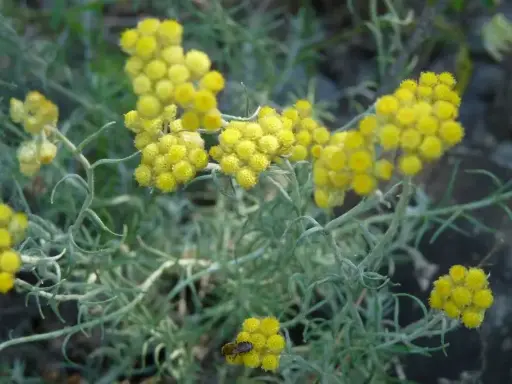 [FD021] Helichrysum (moedertinctuur)