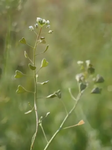 [FD023] Pasteur's purse (moedertinctuur van) - biologisch