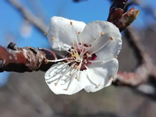 [FD026] Apricot Tree (Flower Essence) - Organic