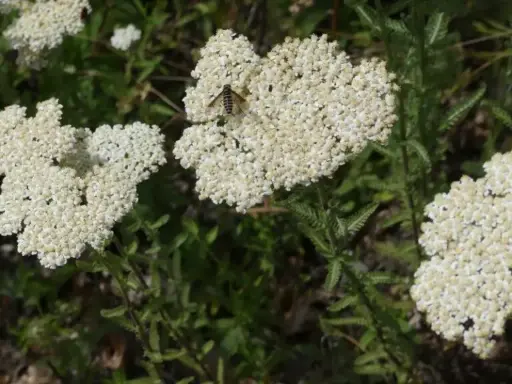 [FD027] Yarrow (Flower Essence) - Organic